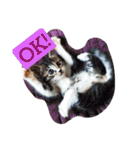 やんちゃな猫兄弟（個別スタンプ：1）