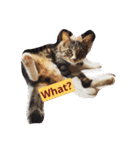 やんちゃな猫兄弟（個別スタンプ：2）