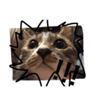 やんちゃな猫兄弟（個別スタンプ：5）