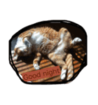 やんちゃな猫兄弟（個別スタンプ：6）