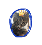 やんちゃな猫兄弟（個別スタンプ：7）