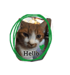 やんちゃな猫兄弟（個別スタンプ：8）