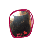 やんちゃな猫兄弟（個別スタンプ：9）