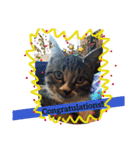 やんちゃな猫兄弟（個別スタンプ：10）