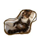 やんちゃな猫兄弟（個別スタンプ：13）