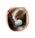 やんちゃな猫兄弟（個別スタンプ：19）