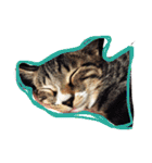 やんちゃな猫兄弟（個別スタンプ：20）
