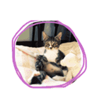やんちゃな猫兄弟（個別スタンプ：21）