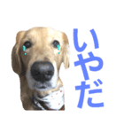 ランちゃん！（個別スタンプ：2）