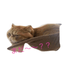 むぎ 猫の生活 （修正）（個別スタンプ：1）