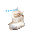 むぎ 猫の生活 （修正）（個別スタンプ：2）