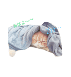 むぎ 猫の生活 （修正）（個別スタンプ：3）