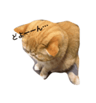 むぎ 猫の生活 （修正）（個別スタンプ：4）