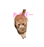 むぎ 猫の生活 （修正）（個別スタンプ：5）