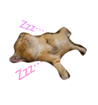 むぎ 猫の生活 （修正）（個別スタンプ：6）