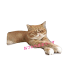 むぎ 猫の生活 （修正）（個別スタンプ：7）