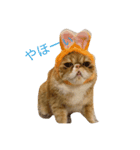 むぎ 猫の生活 （修正）（個別スタンプ：8）