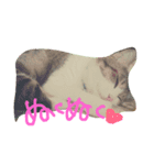 cheer up cats（個別スタンプ：6）