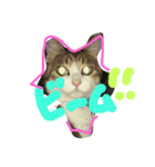 cheer up cats（個別スタンプ：8）