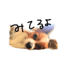i am pet. 虎太郎です（個別スタンプ：1）