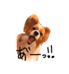 i am pet. 虎太郎です（個別スタンプ：2）