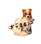 i am pet. 虎太郎です（個別スタンプ：3）