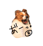 i am pet. 虎太郎です（個別スタンプ：6）