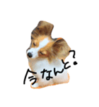 i am pet. 虎太郎です（個別スタンプ：7）