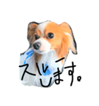 i am pet. 虎太郎です（個別スタンプ：8）