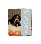 beagle kotarou2（個別スタンプ：1）