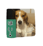 beagle kotarou2（個別スタンプ：2）