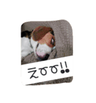 beagle kotarou2（個別スタンプ：3）