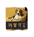 beagle kotarou2（個別スタンプ：4）