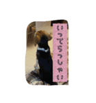 beagle kotarou2（個別スタンプ：5）