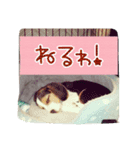 beagle kotarou2（個別スタンプ：8）