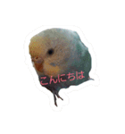 我が家の可愛いインコ達のスタンプです（個別スタンプ：1）