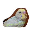 我が家の可愛いインコ達のスタンプです（個別スタンプ：3）