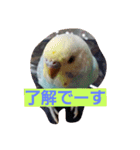 我が家の可愛いインコ達のスタンプです（個別スタンプ：4）