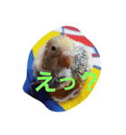 我が家の可愛いインコ達のスタンプです（個別スタンプ：5）