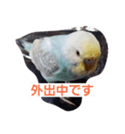 我が家の可愛いインコ達のスタンプです（個別スタンプ：6）