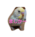 我が家の可愛いインコ達のスタンプです（個別スタンプ：7）