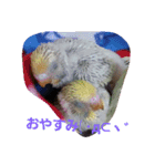 我が家の可愛いインコ達のスタンプです（個別スタンプ：8）