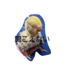 我が家の可愛いインコ達のスタンプです（個別スタンプ：9）