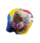 我が家の可愛いインコ達のスタンプです（個別スタンプ：10）