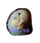 我が家の可愛いインコ達のスタンプです（個別スタンプ：14）