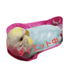 我が家の可愛いインコ達のスタンプです（個別スタンプ：15）