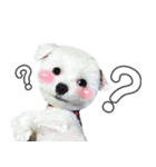 ThreeDotsBoy Maltese（個別スタンプ：1）