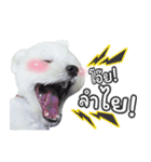 ThreeDotsBoy Maltese（個別スタンプ：2）