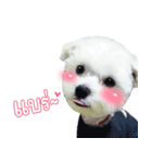 ThreeDotsBoy Maltese（個別スタンプ：3）