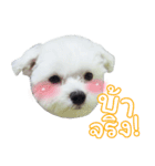 ThreeDotsBoy Maltese（個別スタンプ：4）